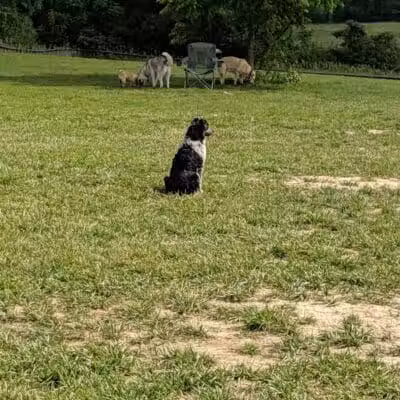 Thompson Road Regional Dog Park - Fenton, MI