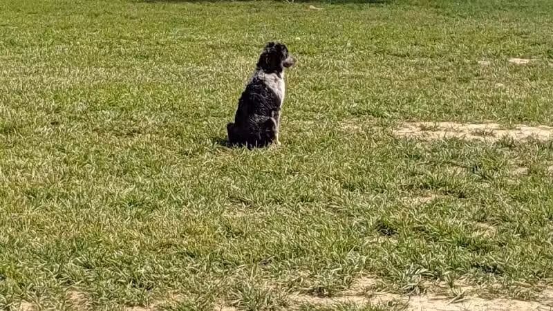 Thompson Road Regional Dog Park - Fenton, MI