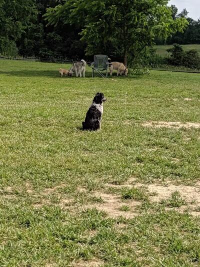 Thompson Road Regional Dog Park - Fenton, MI