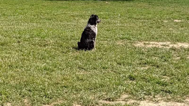 Thompson Road Regional Dog Park - Fenton, MI