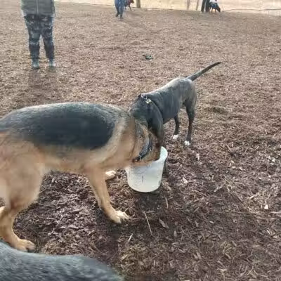 Thompson Road Regional Dog Park - Fenton, MI