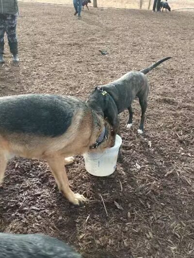 Thompson Road Regional Dog Park - Fenton, MI