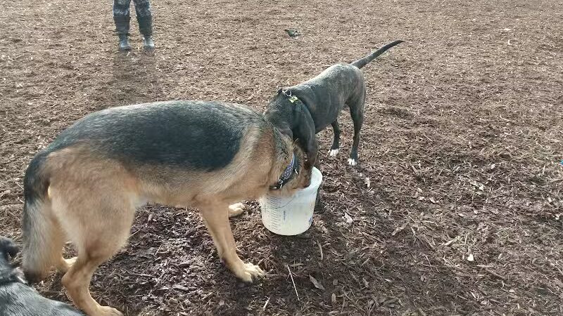Thompson Road Regional Dog Park - Fenton, MI