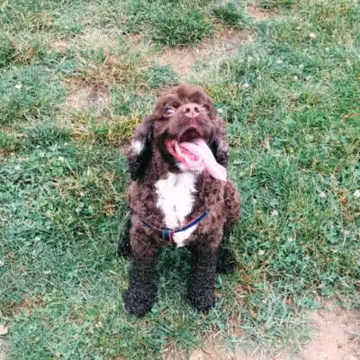 Ferndale Dog Park (Membership Required) - Ferndale, MI