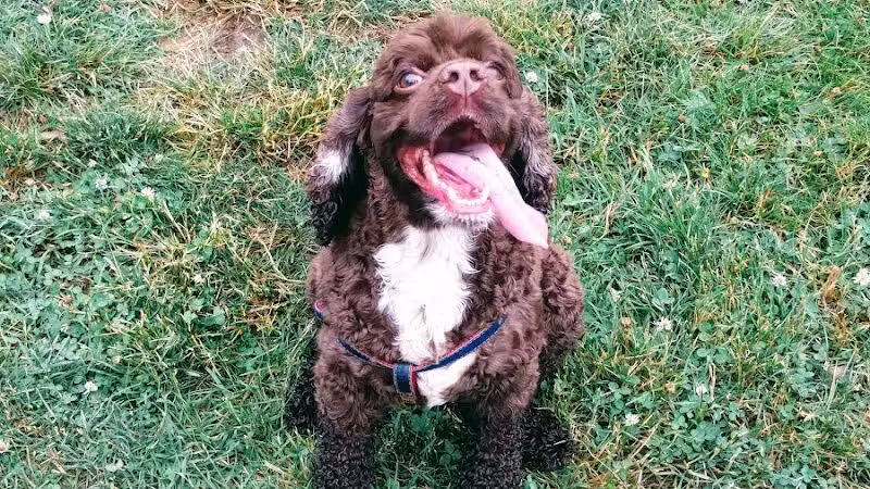 Ferndale Dog Park (Membership Required) - Ferndale, MI