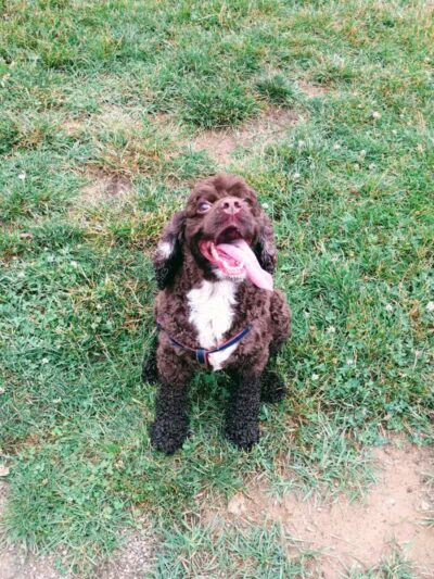 Ferndale Dog Park (Membership Required) - Ferndale, MI