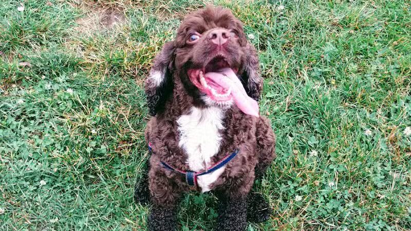 Ferndale Dog Park (Membership Required) - Ferndale, MI