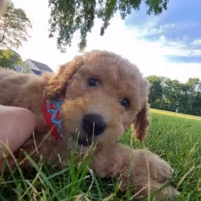 Ferndale Dog Park (Membership Required) - Ferndale, MI