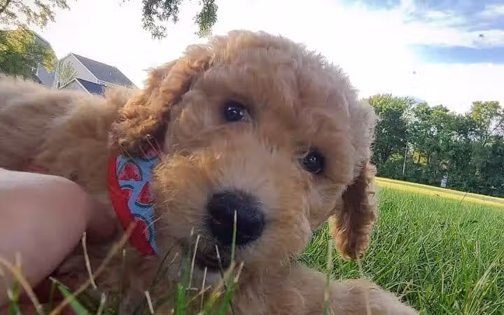 Ferndale Dog Park (Membership Required) - Ferndale, MI