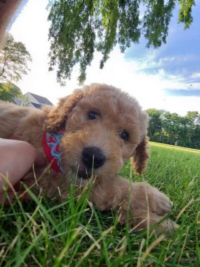 Ferndale Dog Park (Membership Required) - Ferndale, MI