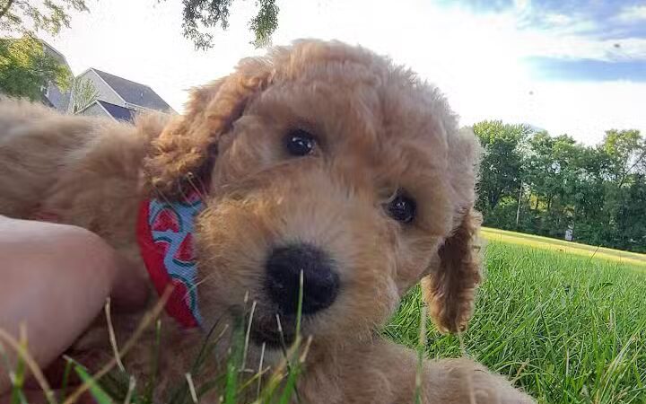 Ferndale Dog Park (Membership Required) - Ferndale, MI