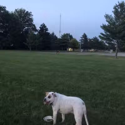 Ferndale Dog Park (Membership Required) - Ferndale, MI