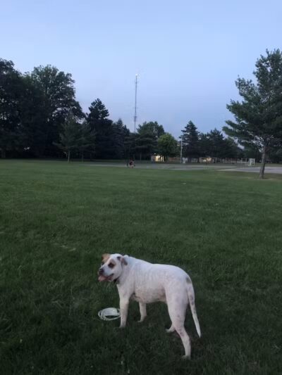 Ferndale Dog Park (Membership Required) - Ferndale, MI