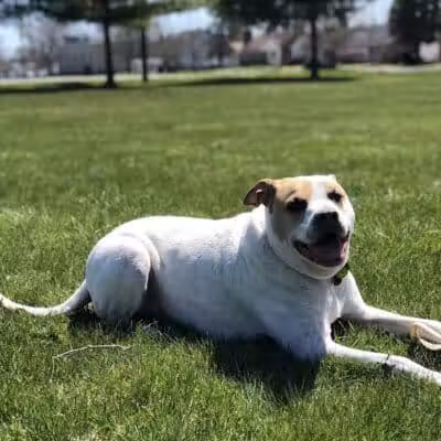 Ferndale Dog Park (Membership Required) - Ferndale, MI