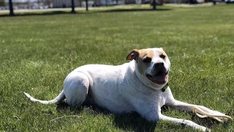 Ferndale Dog Park (Membership Required) - Ferndale, MI