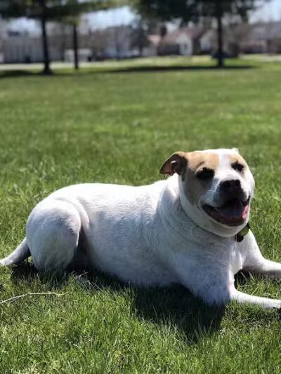 Ferndale Dog Park (Membership Required) - Ferndale, MI