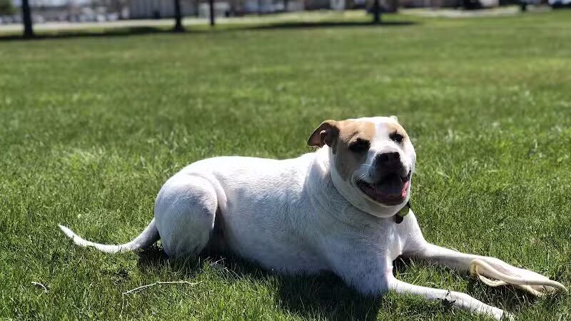 Ferndale Dog Park (Membership Required) - Ferndale, MI