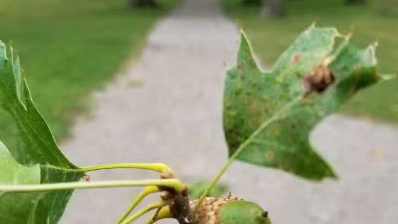 Garbutt Park - Ferndale,