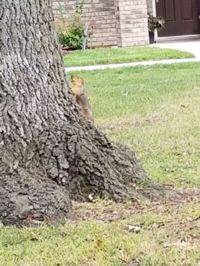 Garbutt Park - Ferndale,