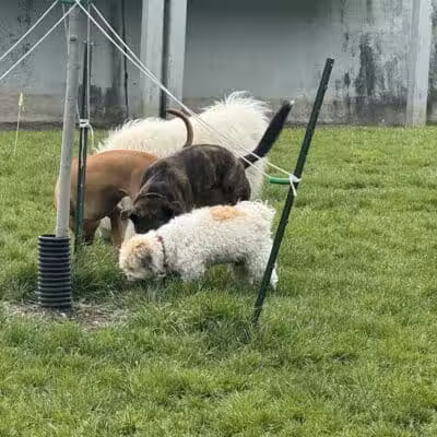 Dog Park at Coast Guard Park - Ferrysburg,