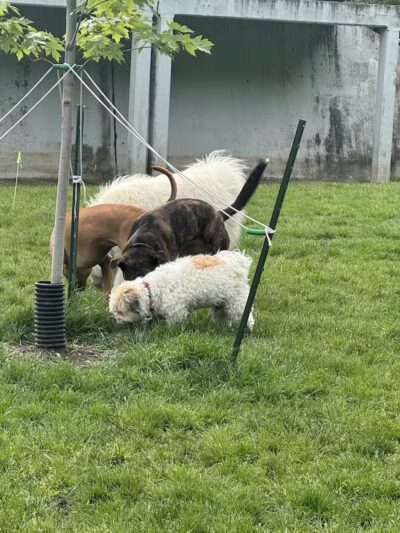 Dog Park at Coast Guard Park - Ferrysburg,