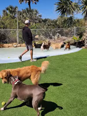 Good Times Dog Bar - Flagler Beach, FL