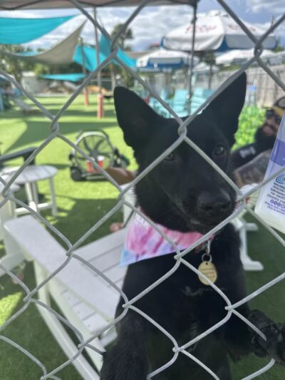 Good Times Dog Bar - Flagler Beach, FL