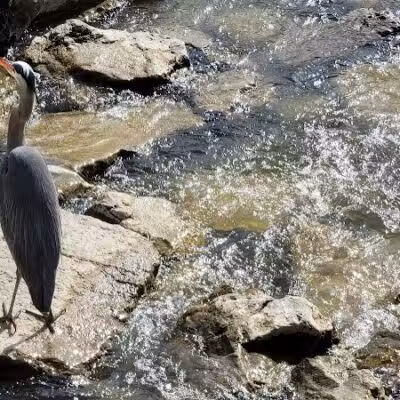 Flat Rock Dam - Flat Rock,