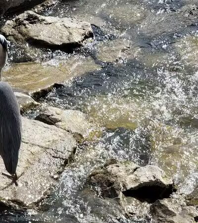 Flat Rock Dam - Flat Rock,