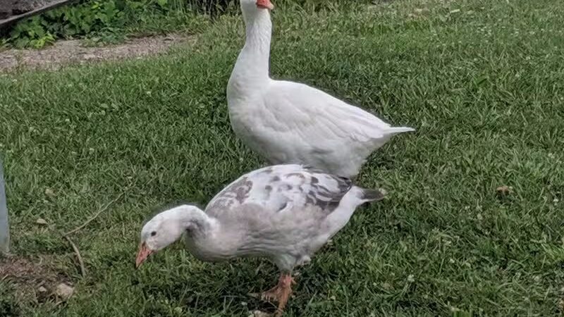 Huroc Park - Flat Rock,