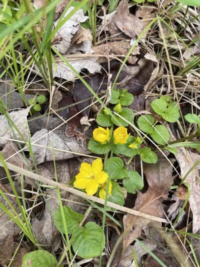 Bassett Park - Flint, MI