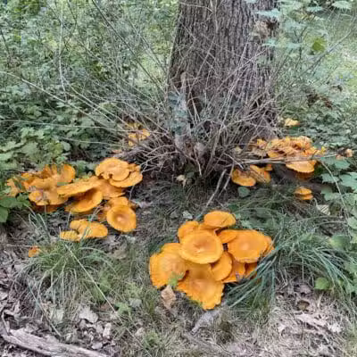 Bassett Park - Flint, MI