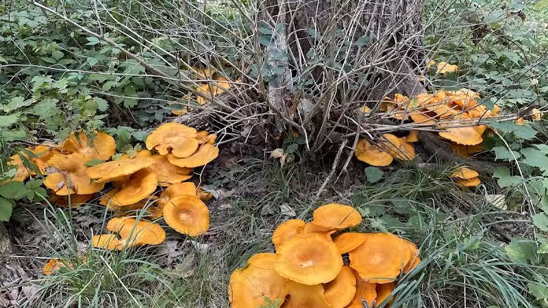 Bassett Park - Flint, MI