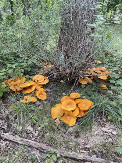 Bassett Park - Flint, MI