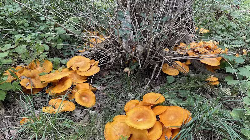 Bassett Park - Flint, MI