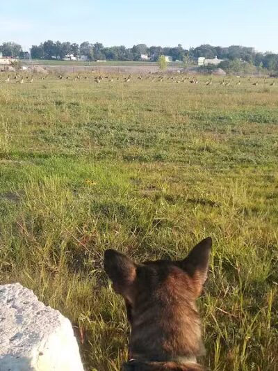 Chevy Commons County Park - Flint, MI