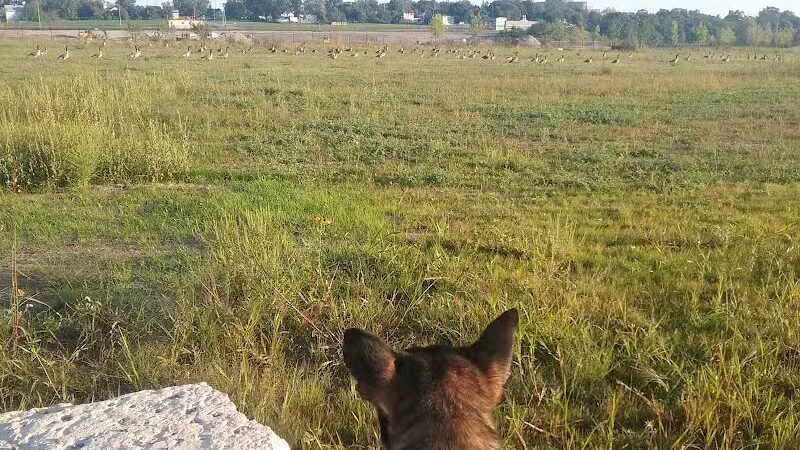 Chevy Commons County Park - Flint, MI