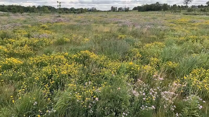 Chevy Commons County Park - Flint, MI