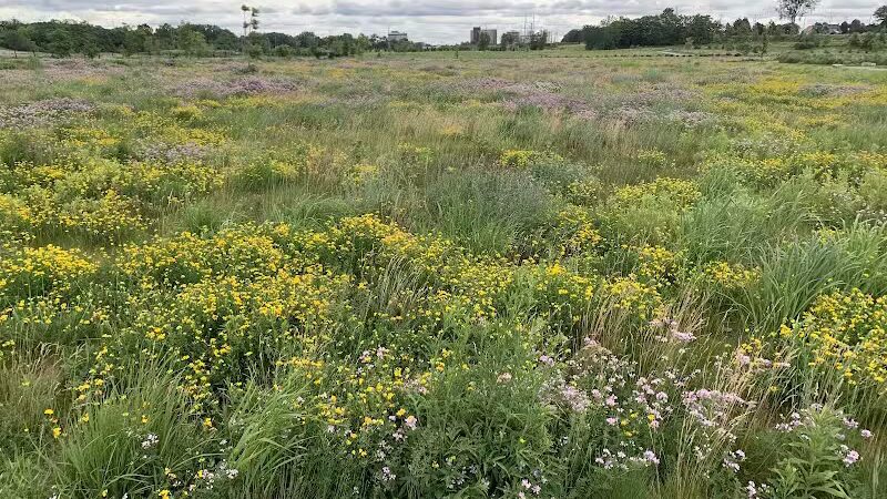 Chevy Commons County Park - Flint, MI