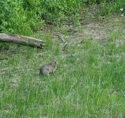 Hill Road Park - Flint, MI