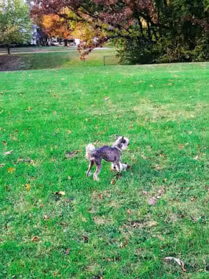 Mott Park - Flint, MI