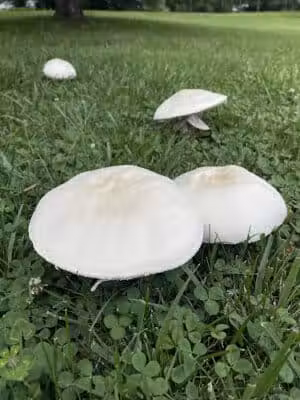 Sarginson Park - Flint, MI