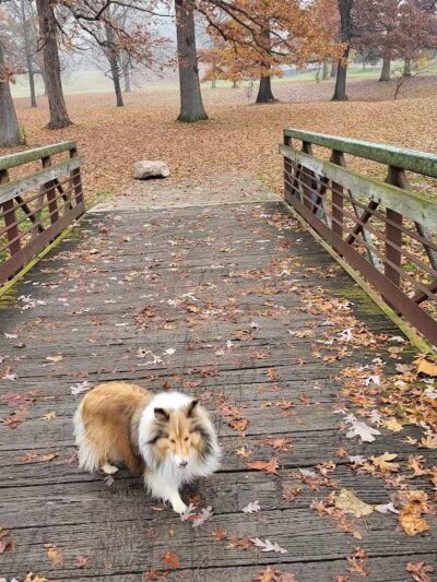 Mott Park - Flint, MI