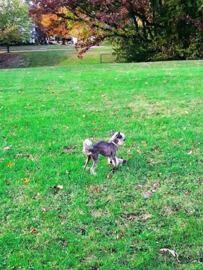 Mott Park - Flint, MI