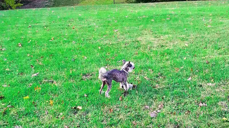 Mott Park - Flint, MI