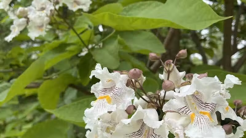 Mott Park Recreation Area - Flint, MI