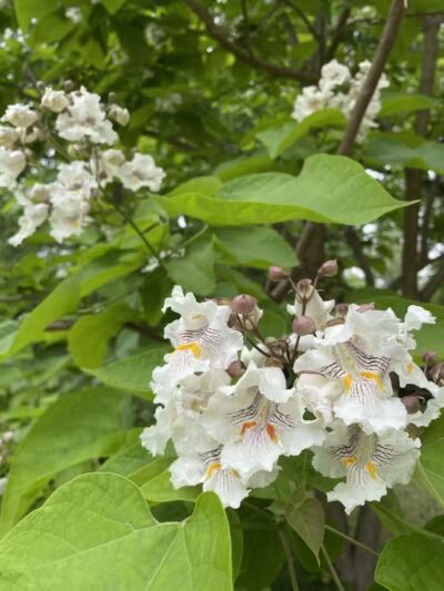 Mott Park Recreation Area - Flint, MI