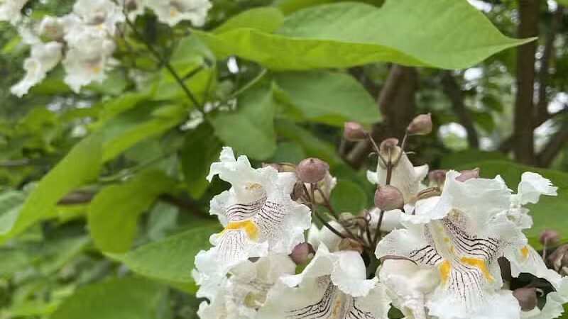 Mott Park Recreation Area - Flint, MI