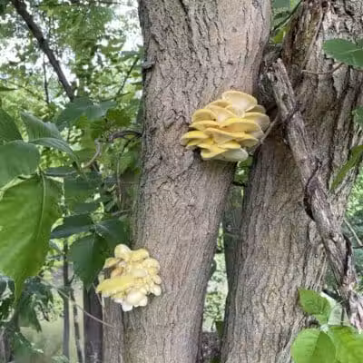 Mott Park Recreation Area - Flint, MI