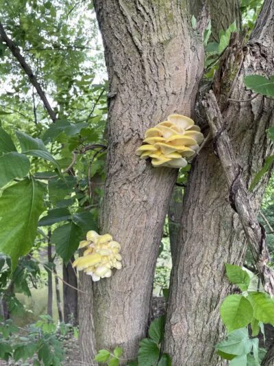 Mott Park Recreation Area - Flint, MI